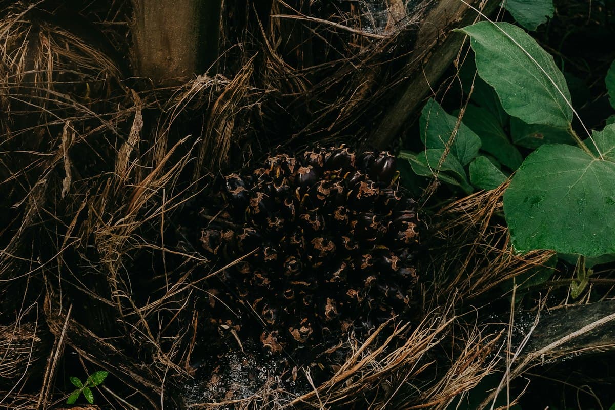 Tandan buah segar kelapa sawit di kebun